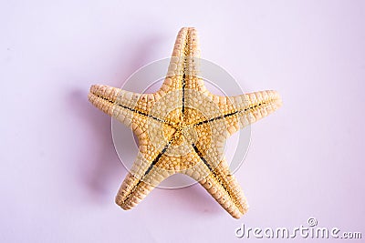 Seashells seastar on white background Stock Photo