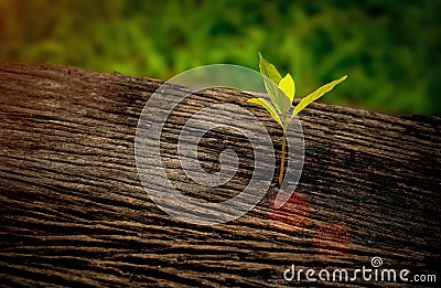 Beautiful seedling growing in the center trunk as a concept of new life in the sunrise morning, Stock Photo