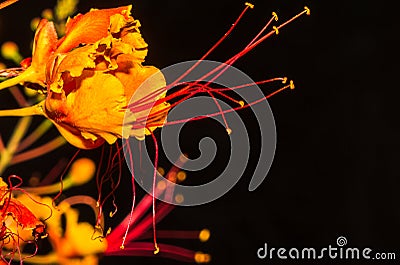 Beautiful Segments of the Mexican Bird of Paradise Flower Stock Photo
