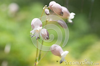 Beautiful selective focus shot of blooming light pink bladder champion flowers Stock Photo