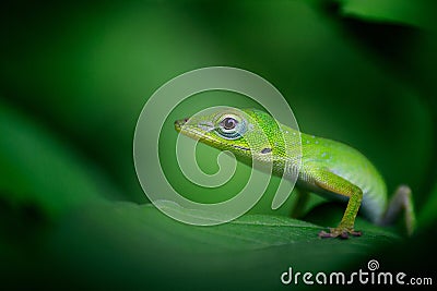 Beautiful selective focus shot of a bright green gecko on a leaf Stock Photo