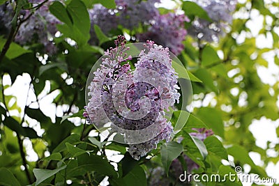 Beautiful selective focus shot of a cluster of lavender growing on a tree Stock Photo