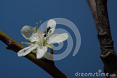 Beautiful selective focus shot of an isolated cherry blossom flower with a black ant on it Stock Photo
