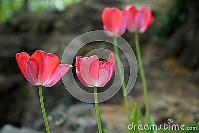 Beautiful selective focus shot of tulips on a sunny day Stock Photo