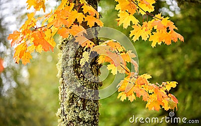 Beautiful selective focus shot of yellow autumn leaves and a mossy tree trunk Stock Photo