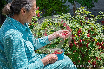 Beautiful senior woman picking homegrown redcurrants Stock Photo