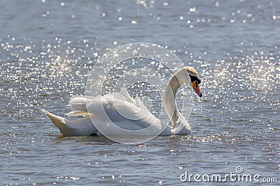 Beautiful serene nature image of mute swan on water bathed in sunshine Stock Photo