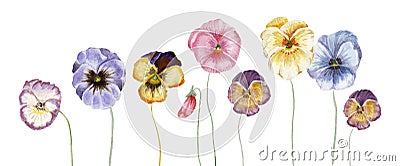 Watercolor pansy flowers Stock Photo