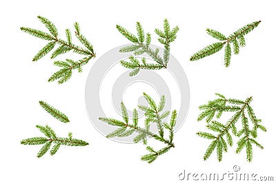 Beautiful Set of Nature fresh green fir tree branch close up. Christmas tree branches isolated on white background for design. Top Stock Photo