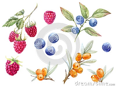 Watercolor forest berries Stock Photo