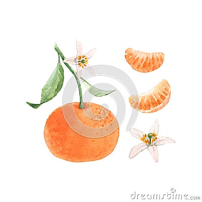 Beautiful set with watercolor hand drawn orange mandarin fruit. Stock illustration. Cartoon Illustration