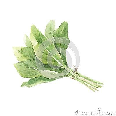 Beautiful set with watercolor hand drawn salad leaves. Stock illustration. Cartoon Illustration