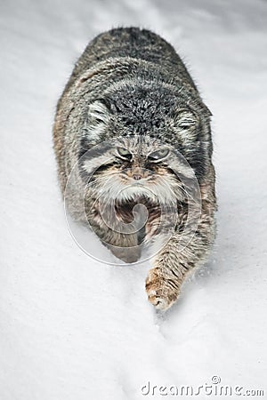 Beautiful but severe fluffy and angry wild cat manul is walking in the snow right at you full face, a white snow background Stock Photo