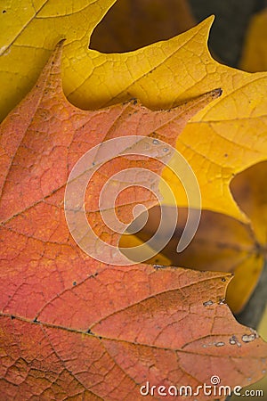 Beautiful shallow depth of field macro image of colorful Autumn Stock Photo