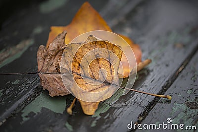 Beautiful shallow depth of field macro image of colorful Autumn Stock Photo
