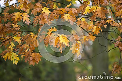 Beautiful shallow depth of field macro image of colorful Autumn Stock Photo
