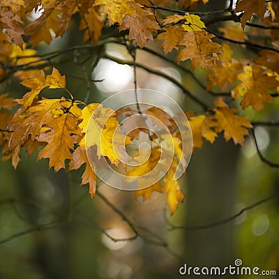 Beautiful shallow depth of field macro image of colorful autumn Stock Photo