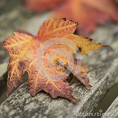 Beautiful shallow depth of field macro image of colorful Autumn Stock Photo