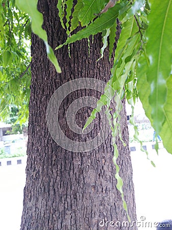 Beautiful shape of Saraca asoca stem with beautiful leaf naturally Stock Photo