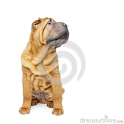 Beautiful shar pei puppy Stock Photo