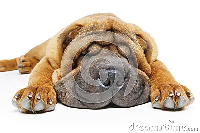 Beautiful shar pei puppy sleeping Stock Photo