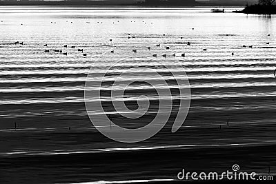 Beautiful and sharp water ripples on Trasimeno lake Umbria, Italy, with ducks on top of the frame Stock Photo