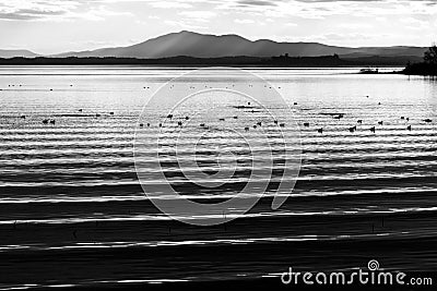 Beautiful and sharp water ripples on Trasimeno lake Umbria, Italy at sunset, with ducks and distant hills Stock Photo