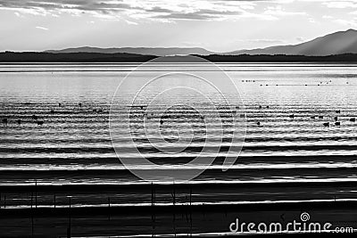 Beautiful and sharp water ripples on Trasimeno lake Umbria, Italy at sunset, with ducks and distant hills Stock Photo