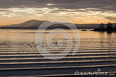 Beautiful and sharp water ripples on Trasimeno lake Umbria, Italy at sunset, with ducks and distant hills Stock Photo