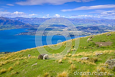 Beautiful sheep pasture in New Zealand Stock Photo