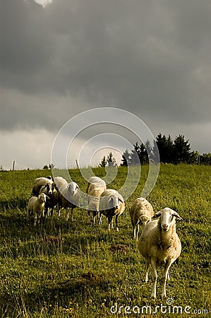 Beautiful sheeps Stock Photo