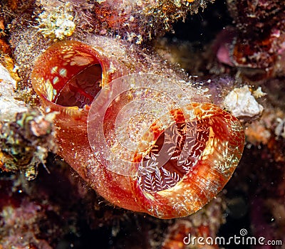 Beautiful shellfish. Indonesia Stock Photo