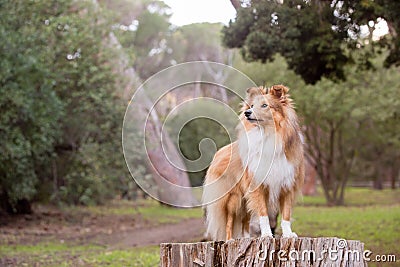 A beautiful Shelties/ Shetland sheepdogs on a log in a forest Stock Photo