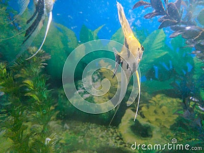 Beautiful shining fish swimming in aquarium, marine photography Stock Photo