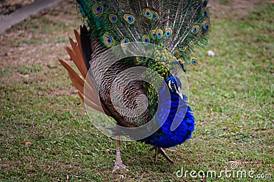 Beautiful and shinning Peacock opening its feather Stock Photo