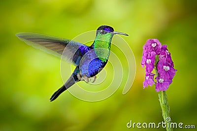 Beautiful shiny tropic green and blue bird, Crowned Woodnymp, Thalurania colombica, flying next tu pink bloom flower, glossy anima Stock Photo