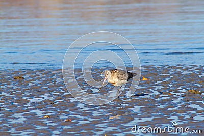 a beautiful shorebird was in the beach during low tide, Dili Timor Leste Stock Photo