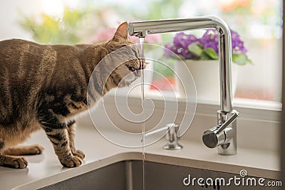 Beautiful short hair cat drinking water from the tap at the kitchen Stock Photo