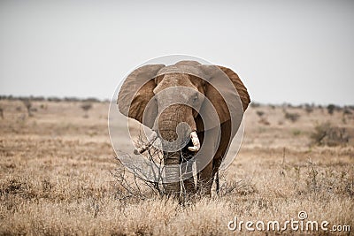 Beautiful shot of an african elephant in the savanna field Stock Photo