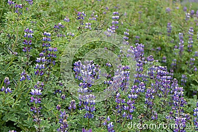 Beautiful shot of blooming purple arctic lupine flowers in a garden Stock Photo