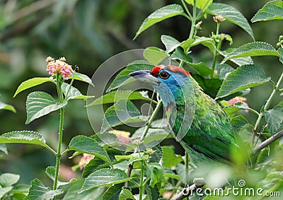 Blue throated barbet Stock Photo