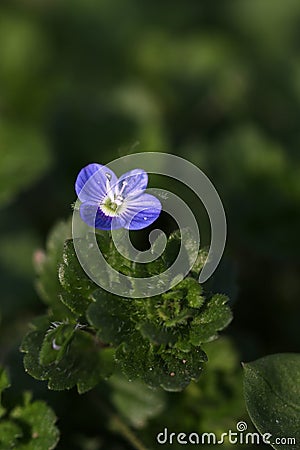 Blue weed flower Stock Photo