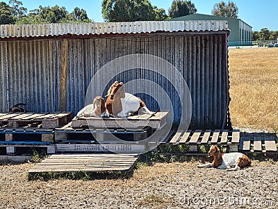 Beautiful shot of Boers (breed of meat goats) in front of corrugated iron cabin in Perth, Australia Stock Photo