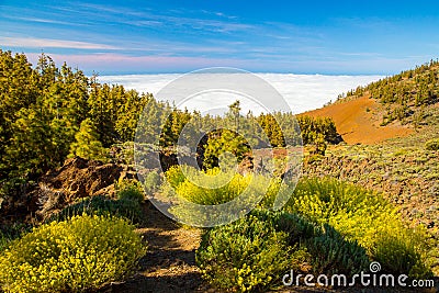 Beautiful shot of the Canarian pines and plants in the Corona Forest on a blue sky background Stock Photo