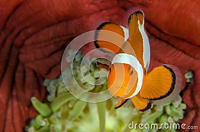 Beautiful shot of a clownfish swimming surrounded by red coral and green anemone Stock Photo