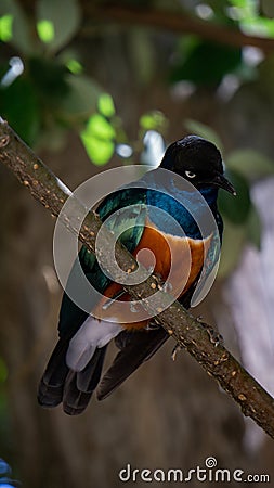 Beautiful shot of a colorful superb starling bird on a branch of a tree - perfect for background Stock Photo