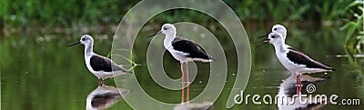 Common stilt Stock Photo