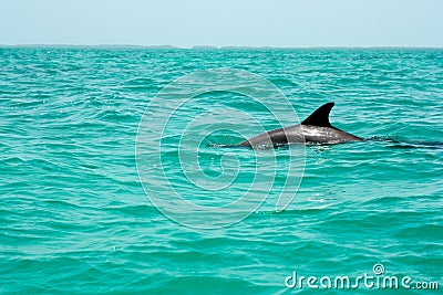 Beautiful shot of a cute dolphin swimming in the ocean - great for an article about aquatic mammals Stock Photo