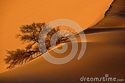 Beautiful shot of a desert during the day in Nambia Stock Photo
