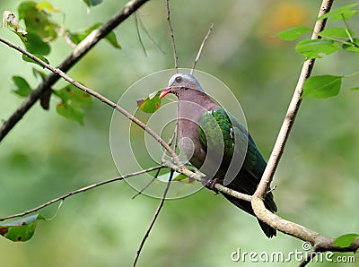 Emerald dove Stock Photo